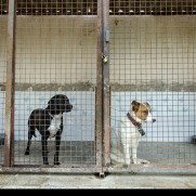 تقاضای تصویب قانون حمایت از حیوانات و برخورد قاطع با حیوان‌آزاران