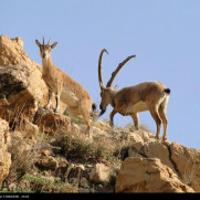 درخواست حفاظت از حیوانات استان کهگیلویه و بویراحمد در برابر شکارچیان