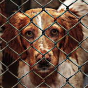 درخواست جایگزینی طرح جمع‌آوری و دپوی سگ‌های بلاصاحب در پناهگاه‌ها با طرح عقیم سازی، واکسیناسیون، رهاسازی و فرهنگسازی عمومی