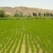 درخواست استرداد شالیزارهای روستای ممان به کشاورزان